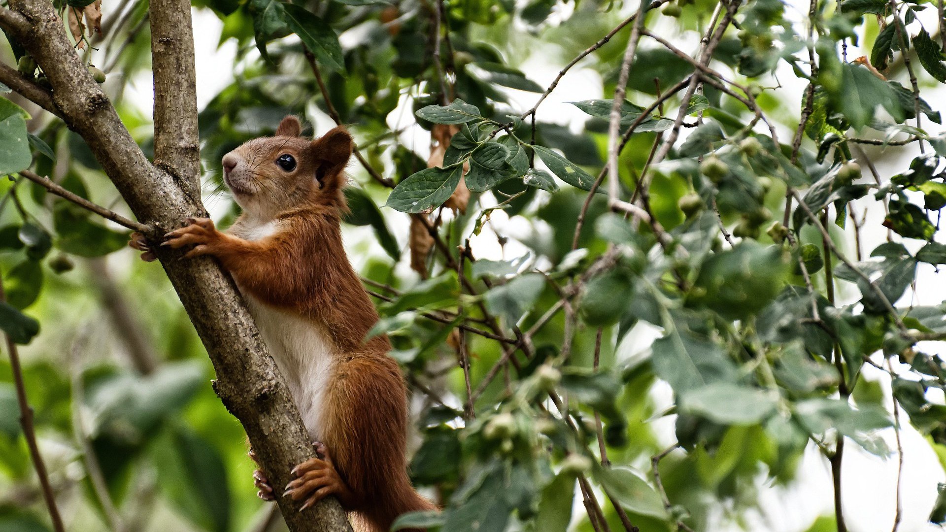 开云体育平台APP-巅峰对决之夜，从绿茵场到木地板，英雄时刻如何改写命运