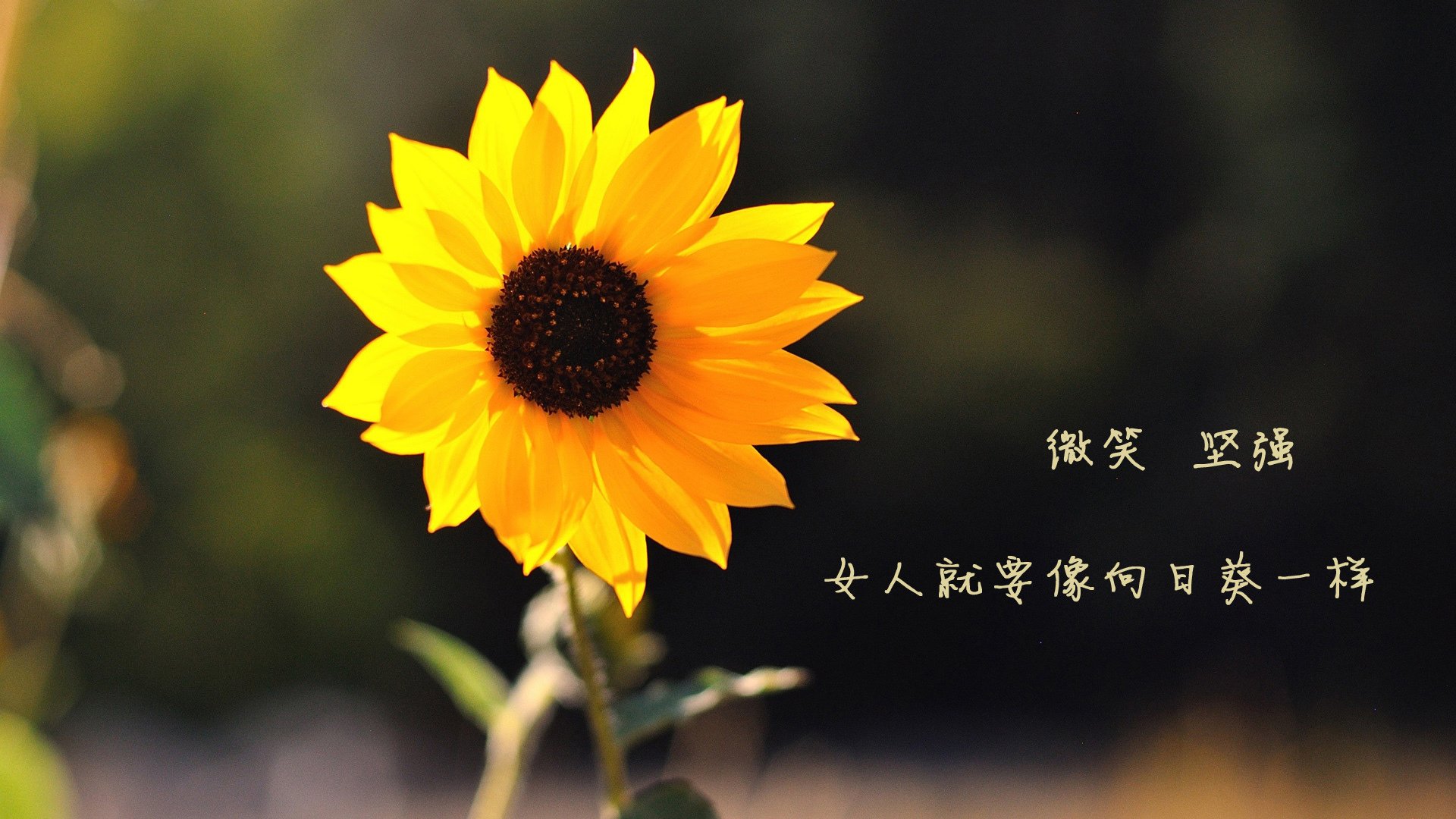 刀锋与蜜糖,当澳大利亚的野性遇见瑞士的精密