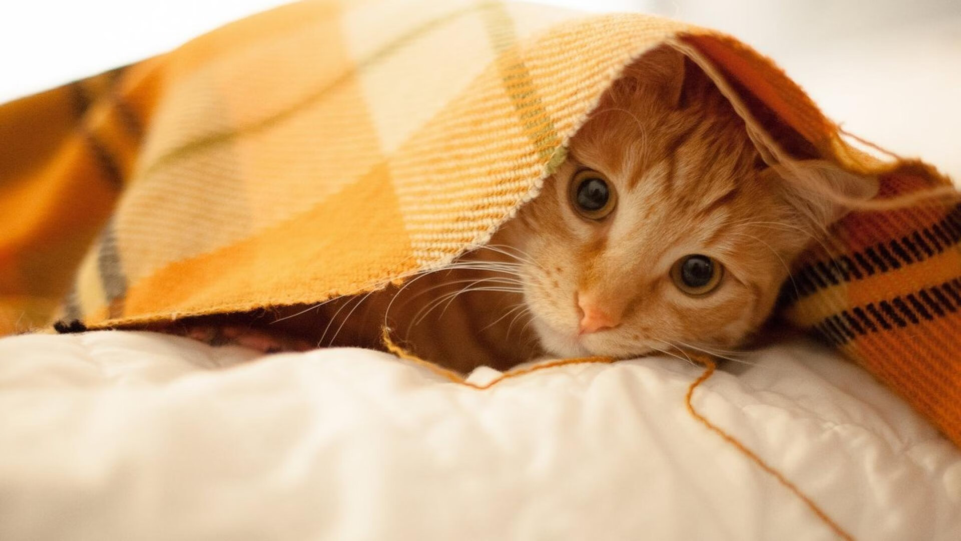 跨界唯一性,波兰锋霸终结米兰悬念,伊萨克季后赛接管比赛