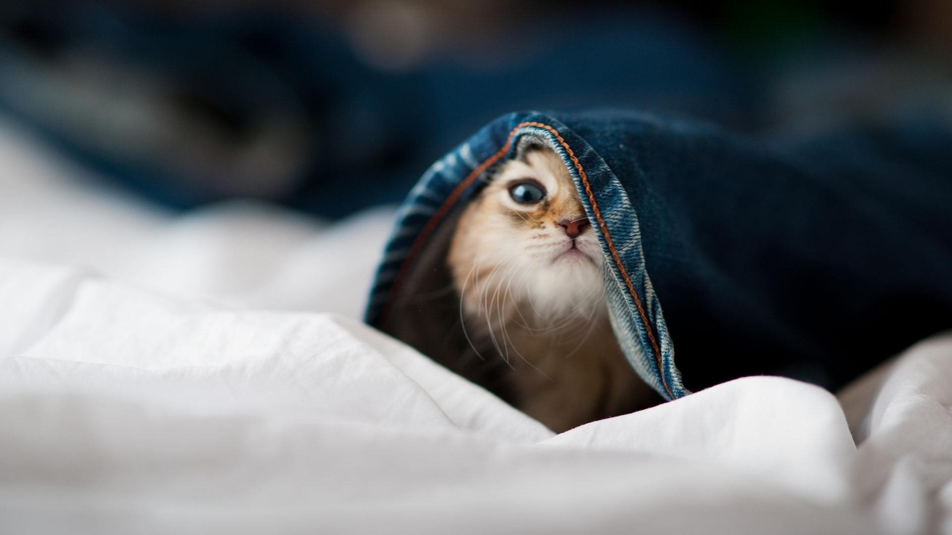 一人掌控风云，一队决胜千里—马克西导演，山西队终局猎杀黄蜂