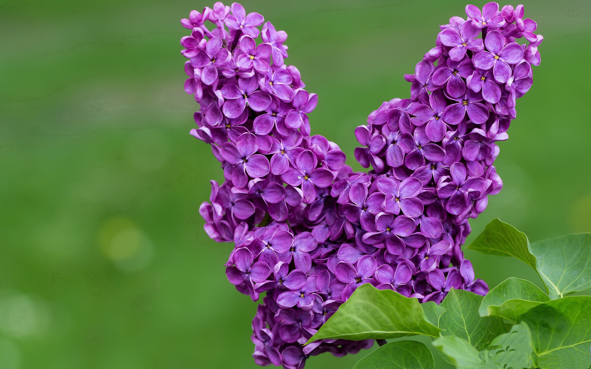 开云体育-一个NBA巨星的世界杯救赎，塔图姆的世界杯之夜