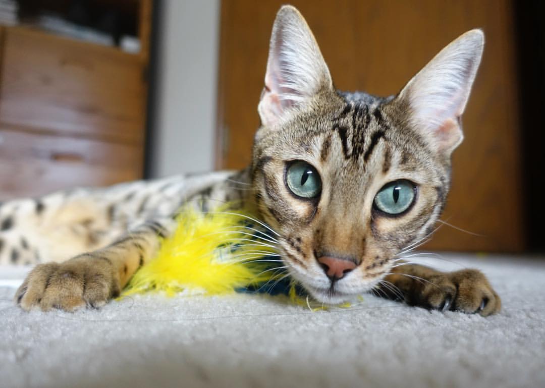 开云体育中国-南美风暴席卷陶瓷球场，苏亚雷斯爆发引领玻利维亚式强压