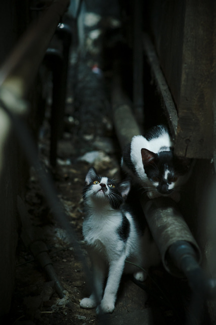 唯一性的绿茵传奇，意甲焦点战与秘鲁终结埃及的史诗时刻