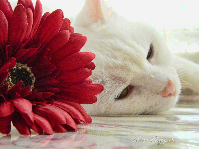 虚拟与现实的裂缝，当上海大鲨鱼闯入NBA西部决赛