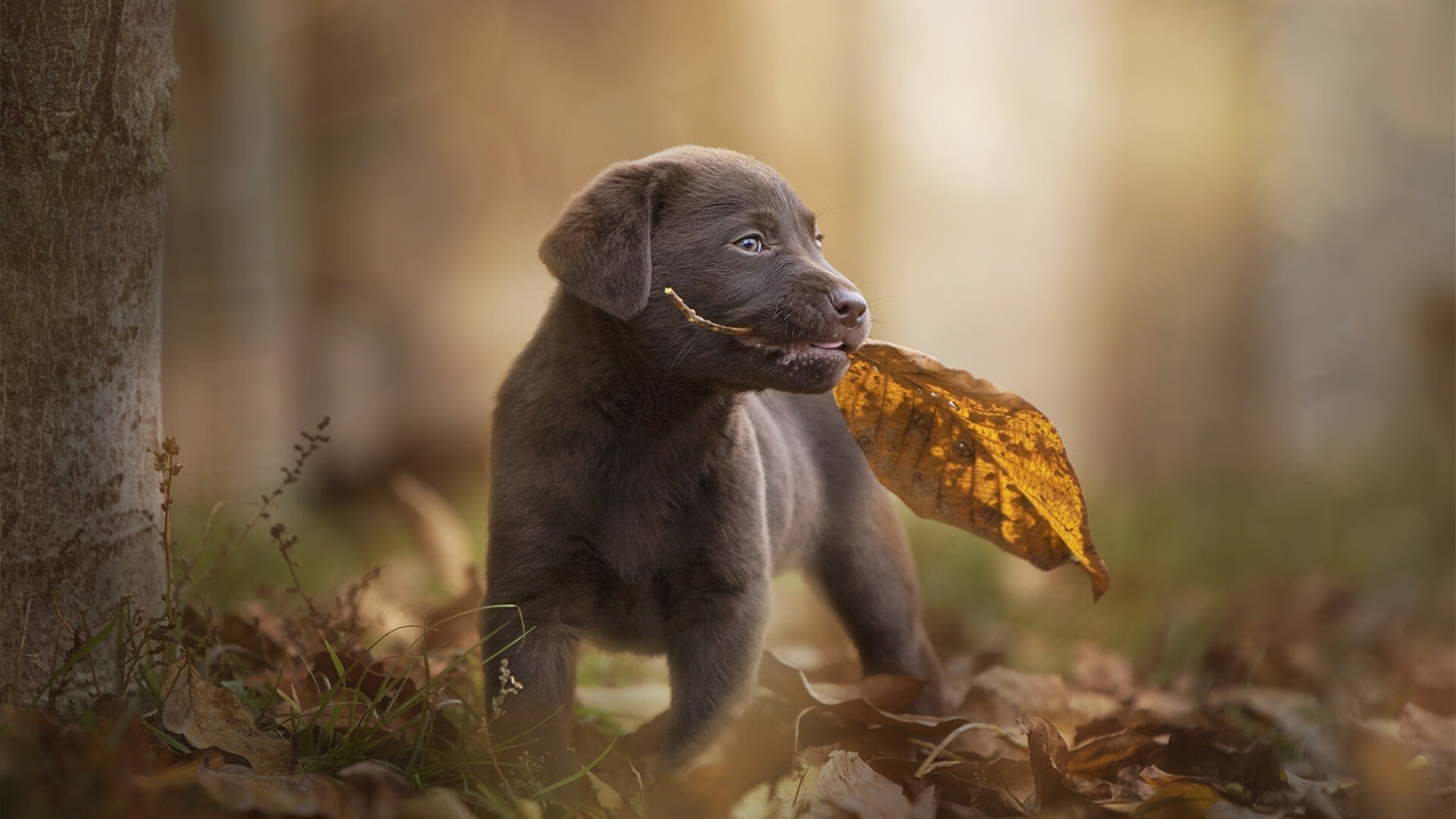 向传奇致意,布克攻防两端统治,森林狼击退马刺续写传承