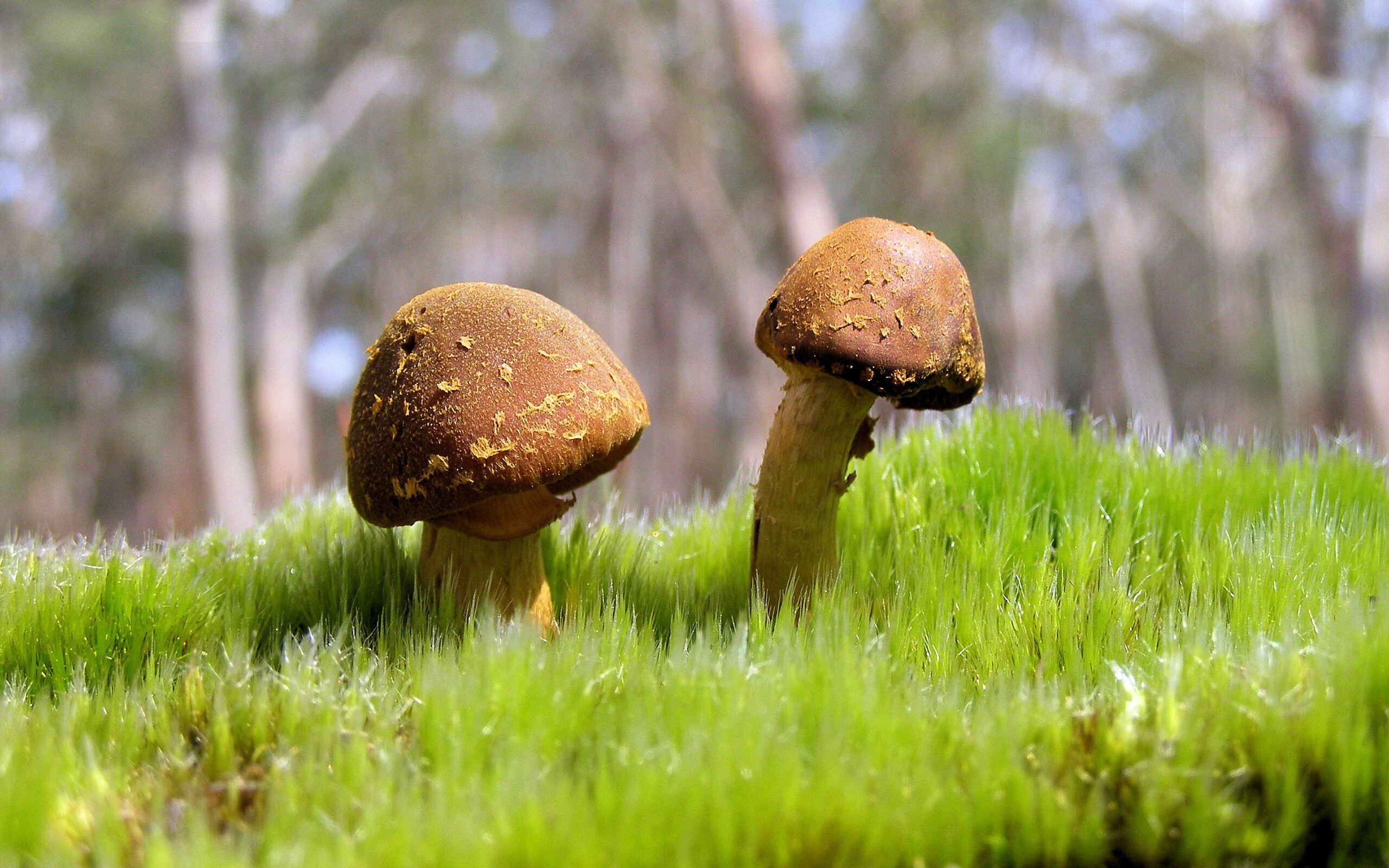 克瓦拉不败定律,当电鳗的持续电流冲垮斯坦福桥的蓝墙解析克瓦拉茨赫利亚的稳定哲学与罗马的战术洪流