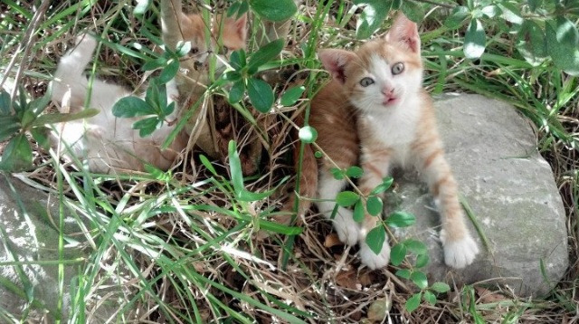 开云体育登录-绿茵赛道双线超车，哥斯达黎加进站策略奏效，弗拉霍维奇晚刹接管争冠直道