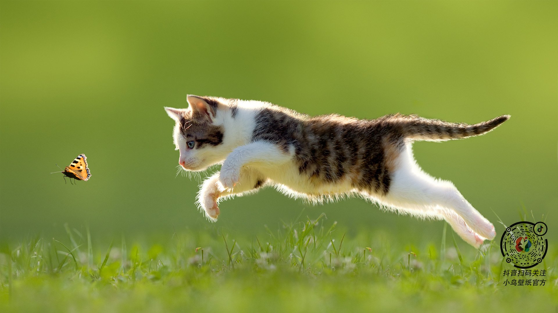 切特大场面先生,广厦对阵新疆生死战的冷血杀手